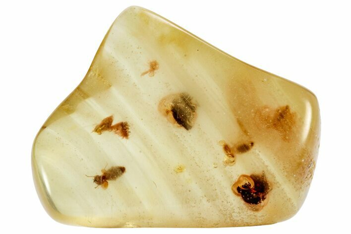 Polished Colombian Copal ( g) - Contains Termites & Beetles! #326745